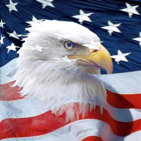 Patriotic Bald Eagle Wallpapers - Top Free Patriotic Bald Eagle Backgrounds - WallpaperAccess