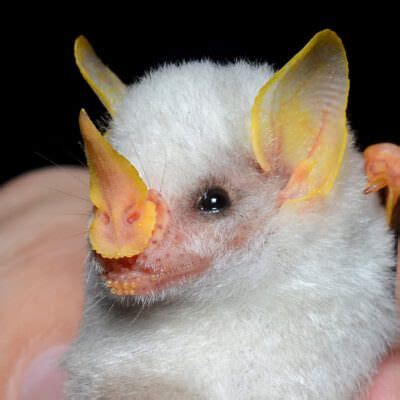 Honduran White Bat | Rainforest Alliance