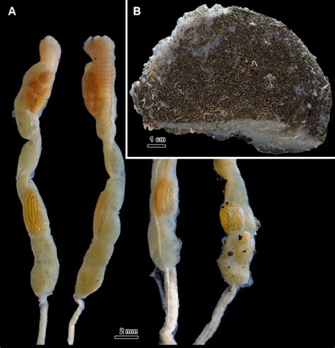 Aplidium polybunum. A -zooids; B -colony. Рис. 12. Aplidium polybunum.... | Download Scientific ...