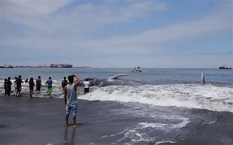 Video: Rescuers Save Beached Blue Whale