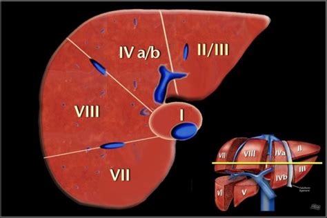 Liver Anatomy Segments