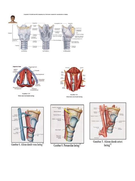 anatomi laring | PDF