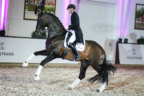 Helgstrand stallion Jovian - stallion show with moving lights : r ...