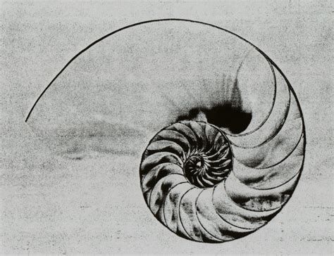 File:Nautilus Shell.jpg - Wikimedia Commons