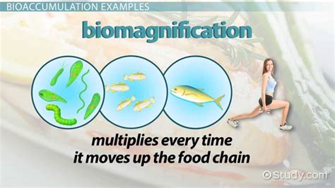 What is Bioaccumulation? - Definition, Causes & Examples - Video & Lesson Transcript | Study.com