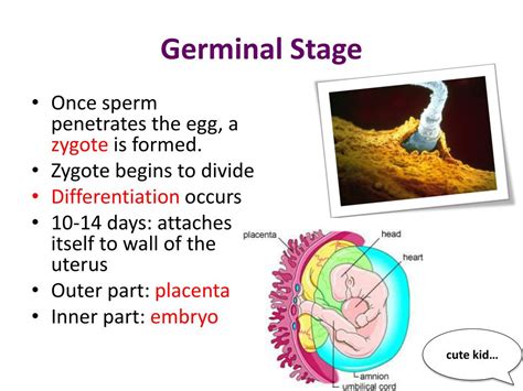 PPT - Developmental Psychology PowerPoint Presentation, free download - ID:2785138