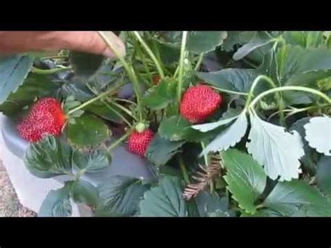 Strawberry Hydroponics-No Power or Pumps#4 - YouTube