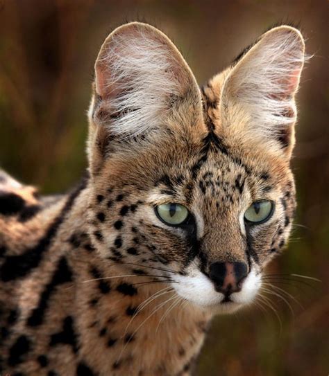 Serval. I know they belong in the wild, but I hear they're the most easily domesticated felid ...