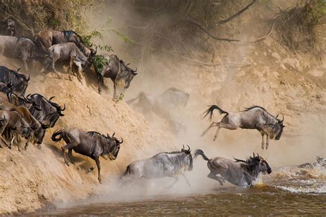 Guide to a 2023/2024 Wildebeest Migration Safari | Go2Africa