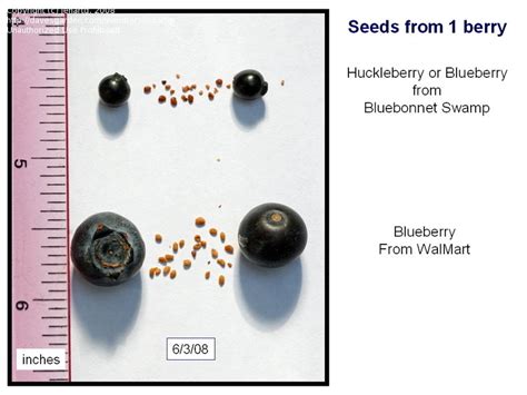 Plant Identification: CLOSED: Wild Blueberry or Huckleberry?, 1 by jehartg