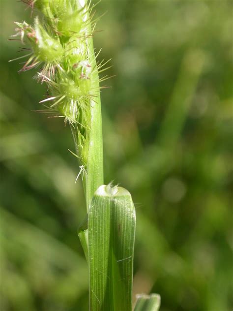 Cenchrus echinatus L. [Species] - Images