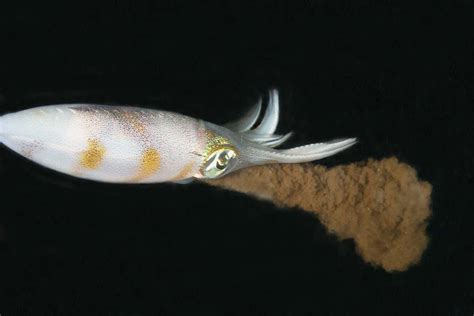 Squid filmed using their ink clouds as smokescreen to catch prey | New ...