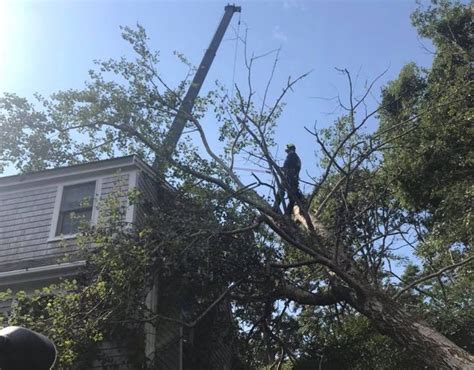 Storm Damaged Tree Removals Are for Experts: Here’s Why | American Climbers