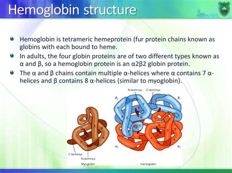 [DIAGRAM] Structure Of Myoglobin Diagram - MYDIAGRAM.ONLINE