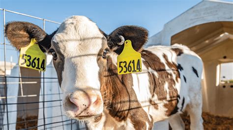 Proper Ear Tagging Techniques for Dairy Calves | Merck Animal Health