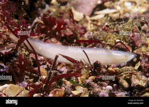 Lancelet (Branchiostoma lanceolatum). Galicia, Spain Stock Photo - Alamy