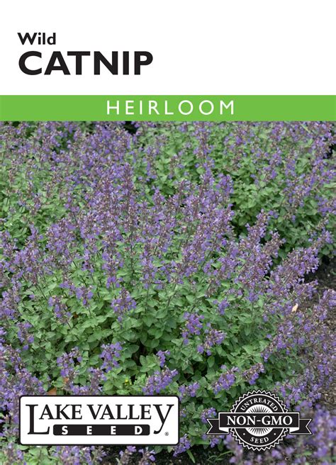 Catnip Wild - Item #76 - Lake Valley Seed