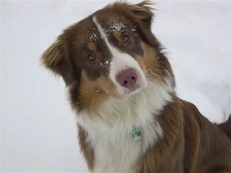 Red Tri Australian Shepherds: Everything you Need to Know - Juniper Pets