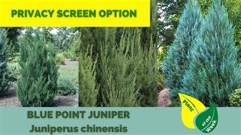 Blue Point Juniper | Juniperus chinensis | Evergreen Conifer - YouTube