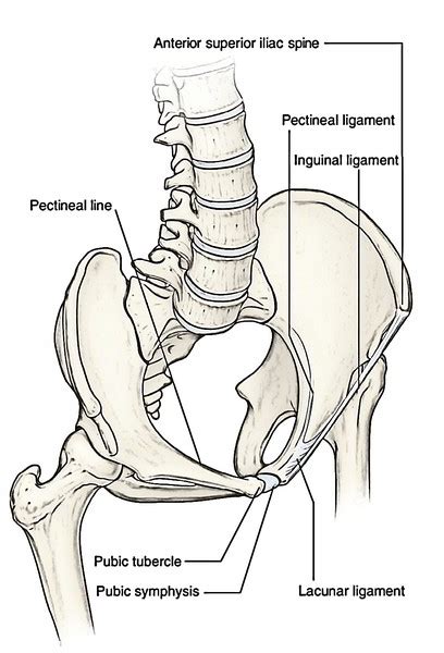 Inguinal Ligament – Earth's Lab