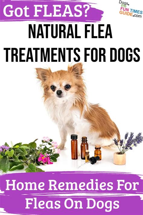 Flea Remedy For Dogs | nobleliftrussia.ru