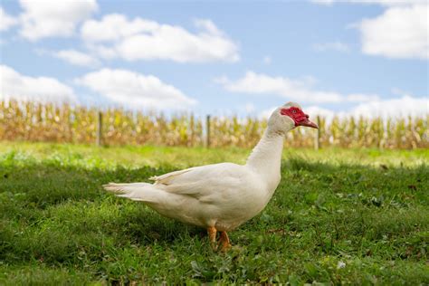 White Muscovy Ducks | Freedom Ranger Hatcheries