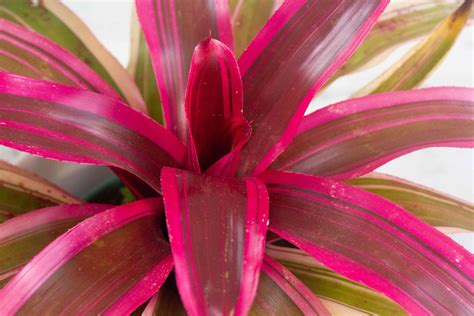 Growing Neoregelia Bromeliads