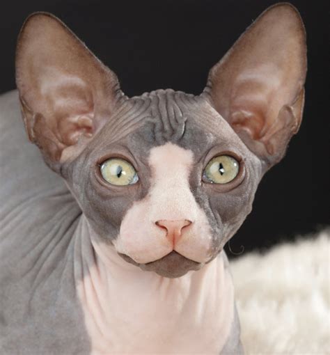 Sphynx | Newport Harbor Animal Hospital