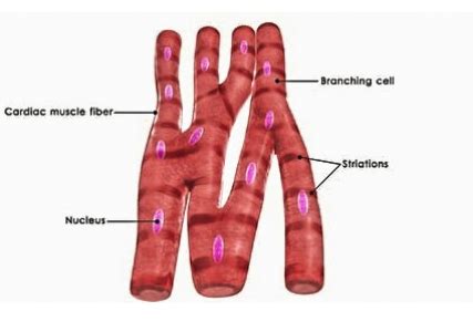 Cardiac Muscle Diagram