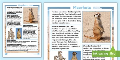 What is a Meerkat? - Answered - Twinkl Teaching Wiki