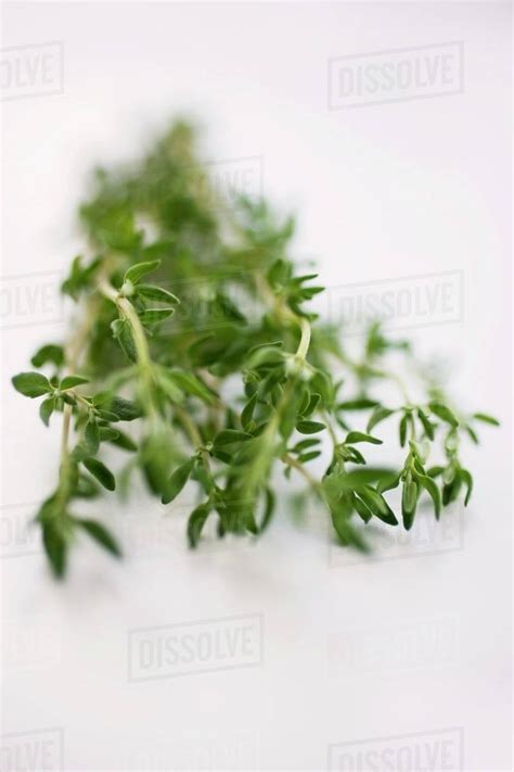 A few sprigs of thyme - Stock Photo - Dissolve