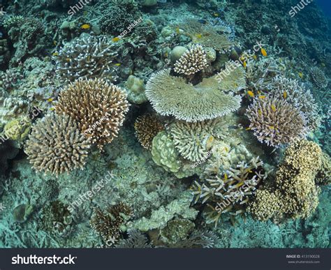 Diversity Coral Reef Stock Photo 413190028 | Shutterstock