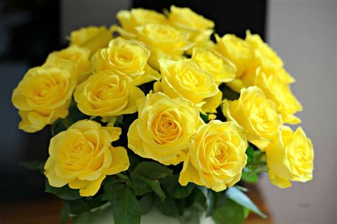 a bunch of yellow roses | Yellow roses, Rose, Spring flower bouquet