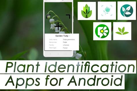 App To Identify Flowers And Plants | Best Flower Site