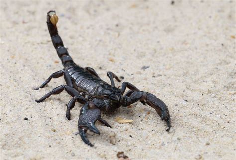 10 Striking Facts About Scorpions