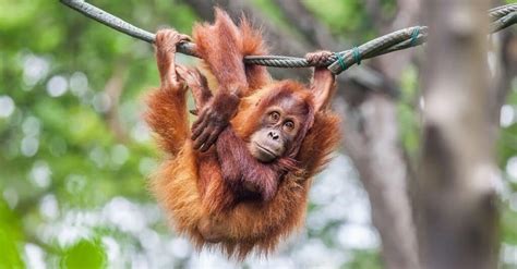 How Many Orang-utans Are Left In The World? - Wiki Point