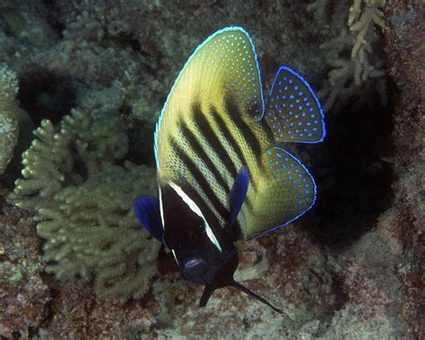 Six Banded Angelfish, Great Barrier Reef Photograph by Pauline Walsh Jacobson