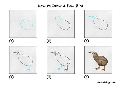 How to Draw a Kiwi Bird - HelloArtsy