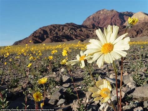 Death Valley National Park YouTube video shows 'super bloom' of flowers in California | Daily ...