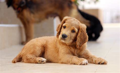 Free Images : puppy, animal, cute, pet, sitting, golden retriever ...