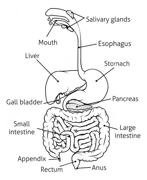 Simple Diagram Of The Digestive System