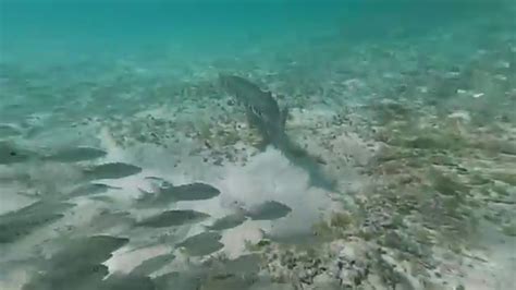 Great Stirrup Cay - Snorkeling with lots of fish and some squid - YouTube