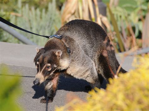 The Online Zoo - White-nosed Coati