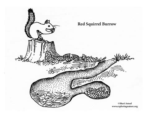 Squirrel (Red) Burrow Coloring Page