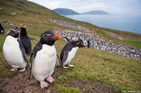 Saunders Island Penguins | Will Burrard-Lucas