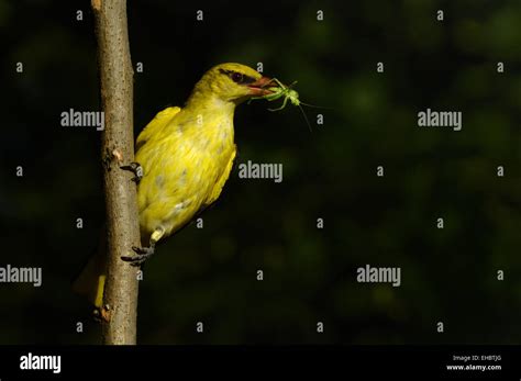 Golden oriole bird hi-res stock photography and images - Alamy