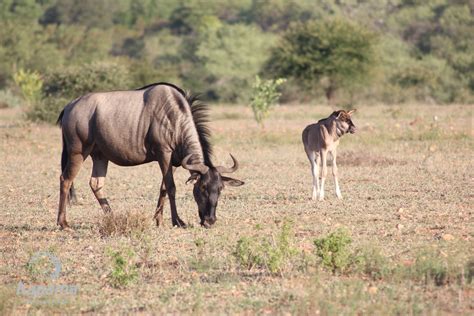 Wildebeest calf – Watch it being born | Kapama Blog