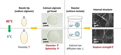 Foods | Free Full-Text | Changes in the Physical Properties of Calcium ...