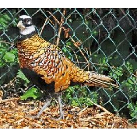 Reeves Pheasants