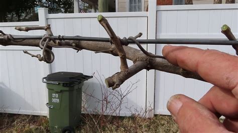 How to Prune Muscadine Grapes - YouTube